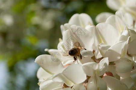 绽放蜜蜂在刺槐花上采集蜜蜂在刺槐花上采集蜜吃动物图片