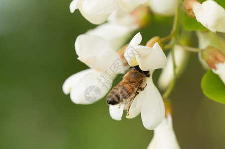 白色的授粉蜜糖蜂在刺槐花上采集蜜蜂在刺槐花上采集蜜图片