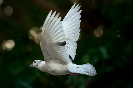 喙白鸽鸟在空中飞翔子灰色的图片