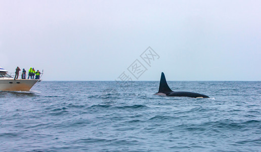 尾巴男人观光者在堪察加看虎鲸潜水动物图片