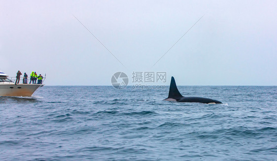 尾巴男人观光者在堪察加看虎鲸潜水动物图片