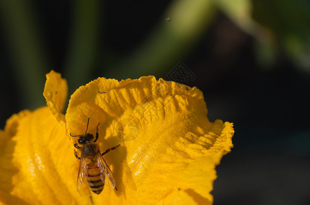 甜的村庄花瓣蜜蜂在南瓜中采集粉蜜蜂在南瓜花中采集粉图片