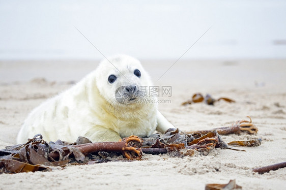 白海豹在沙滩上图片