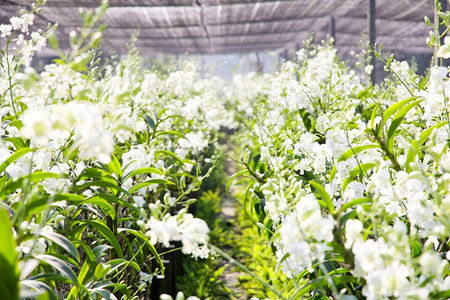 草本植物兰花农场泰国园艺图片