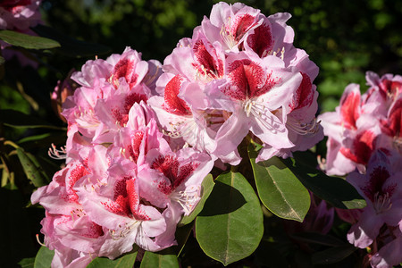 花艺衬套杜鹃杂交种贝拉米杜鹃花杂交种在阳光下关闭花头粉色的图片