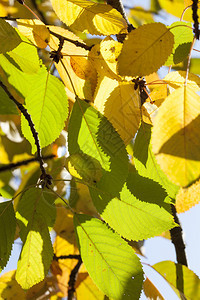 黄色的棕秋初树上部分黄色和绿叶子天气温暖阳光晴朗季节特点色内秋天图片