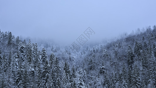 冬季的的雪山和森林图片