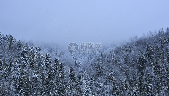 冬季的的雪山和森林图片