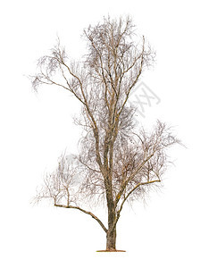 长树大不叶上有许多细小的枝条木制植物图片