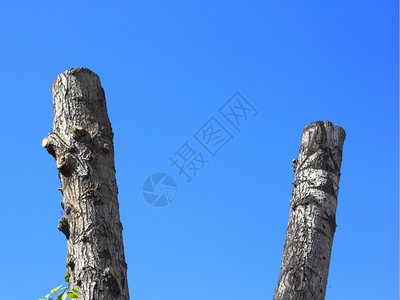 蓝天空背景的锯树干环境概念Name乡村的裸孤独图片