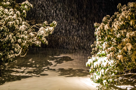 晚上在森林里下雪绿树覆盖晚上在森林里下雪绿树覆盖场景色下雪的背景
