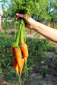 农业出去维他命手拿着一堆胡萝卜在厨房花园的手上拿着一堆胡萝卜图片
