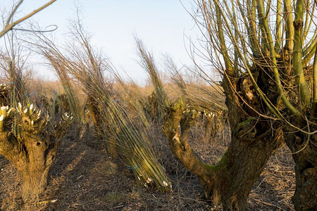 天气植物荷兰德罗昂斯格瑞登的pollard柳树切割并用于生产栅栏和家具用的柳木为了图片