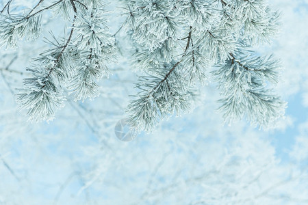 霜雾凇蓝色天空和文本间的松树分支冬季背景以蓝色天空和文字间为基准框架图片