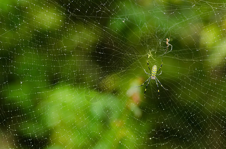 水蜘蛛尼菲拉克瓦塔金丝织的男女尼菲拉克瓦塔在网上球体滴图片