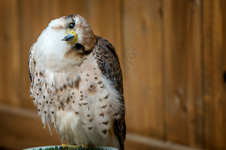 物种黄色的LannerFalconFalco猎物肖像小鸟兰纳图片