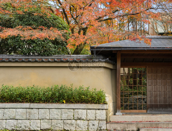 日本京都花园的秋叶绿树枫入口自然图片