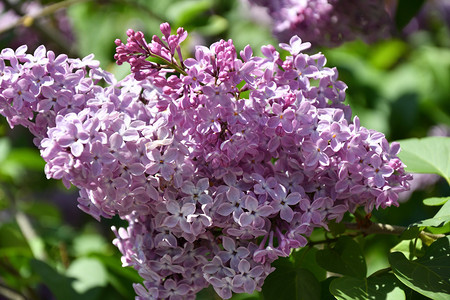 春日的紫色彩丁香图片