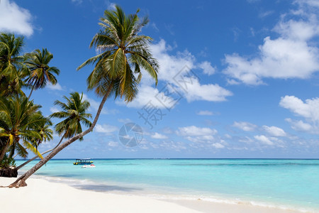 假期绿松石马尔代夫是一个热带岛屿有着棕榈树和海洋观光的热带岛屿白色图片