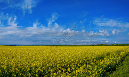 油菜花田地风光图片