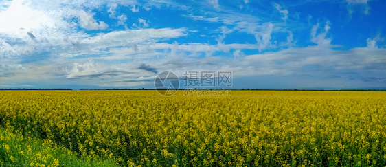 油菜花田地风光图片