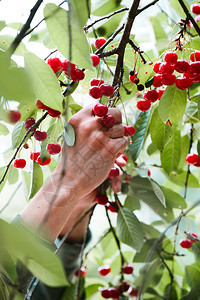 从树上摘樱桃莓的年轻人红色季节新鲜图片