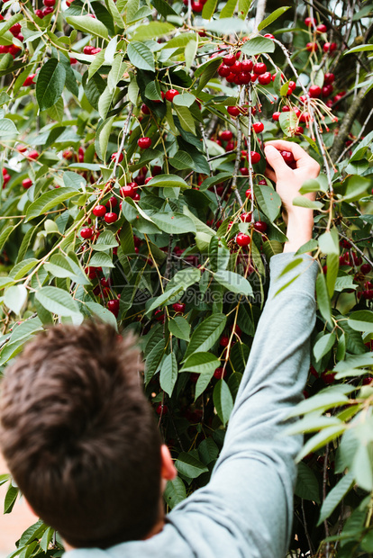健康浆果从树上摘樱桃莓的年轻人夏令图片