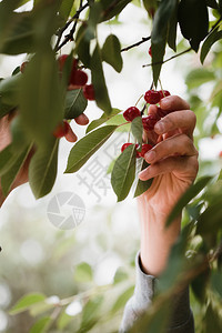 农场手水果从树上摘樱桃莓的年轻人背景图片