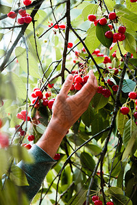 收成季节食物从树上摘樱桃莓的年轻人图片