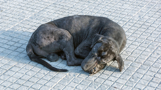 犬类街头流浪黑狗户外口图片