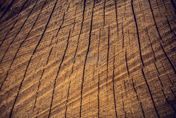 木材桩剪切树表面作为背景纹理木板图片