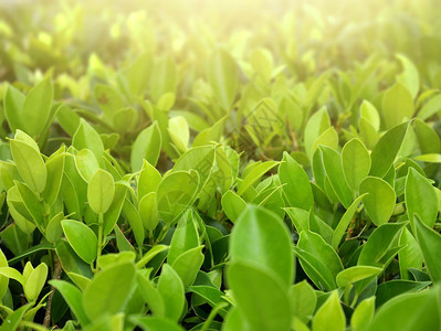 植物学墙纸环境天然绿叶阳光照亮模糊绿背景的自然叶植物生态概念图片