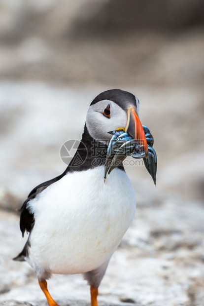 英国北部沿海荒野中的大西洋海雀Fraterculaarctica水海洋有趣的图片