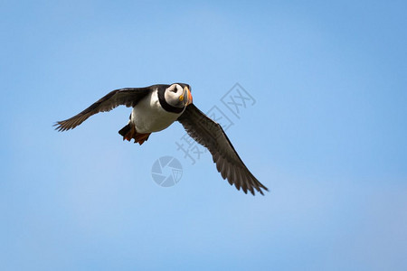英国北部沿海荒野中的大西洋海雀Fraterculaarctica羽毛可爱的鸟图片