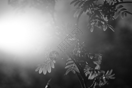 直射阳光背景中的黑白灰莓hd背部高清图片