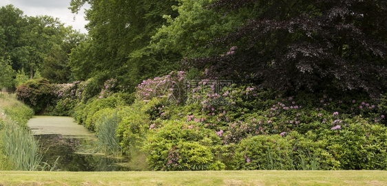 上市绿地盛开英国花园配有罗多登德伦植物和花朵图片