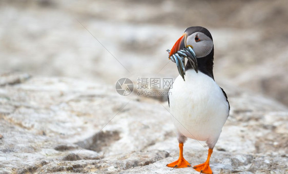 英国北部沿海荒野中的大西洋海雀Fraterculaarctica常见的海鸟悬崖图片