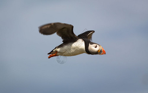 英国北部沿海荒野中的大西洋海雀Fraterculaarctica欧洲物种海岸图片