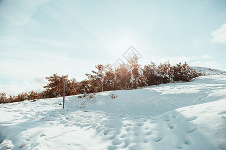 景观山上雪覆盖了松树日出时蓝天阳光照耀着树木风景蓝色的图片