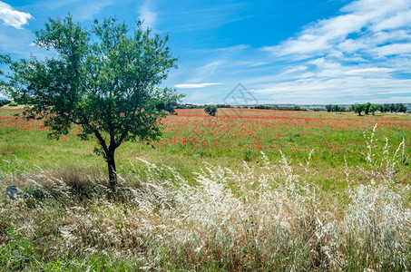 开花红色的西班牙卡斯蒂利亚拉曼查CastillaLaMancha一片田地上盛开的红春景夏天图片