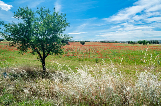 开花红色的西班牙卡斯蒂利亚拉曼查CastillaLaMancha一片田地上盛开的红春景夏天图片