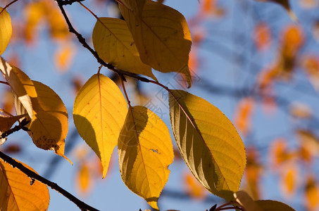 红色的分支金秋天叶子樱桃树的金叶子图片