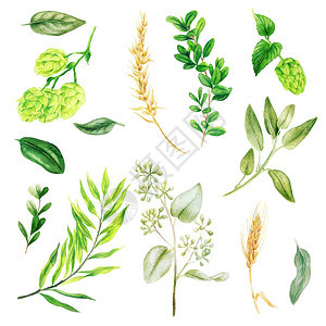 酒花草和耳朵树叶枝水彩绿色收集手工绘画图明亮的图片