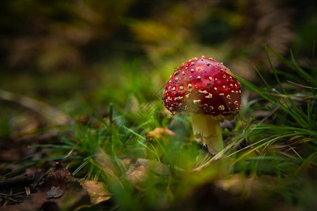 一部美丽的阿玛尼塔蘑菇植物学丰富多彩的荒野图片