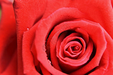 精美的红色玫瑰紧贴着模糊的鲜花背景在软模糊的焦点下粉彩盛开图片