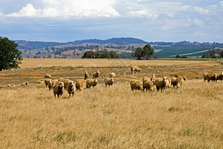 哺乳动物围场澳大利亚南新威尔士州一个农场的牧羊放起伏的图片