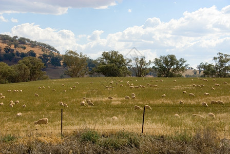 牧羊在澳大利亚南新威尔士的农场放牧蓝色母羊图片