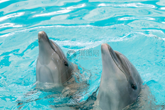 海豚在水族馆里图片