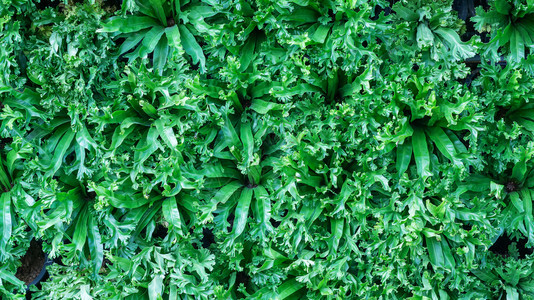 树叶植物群生长花园中的绿色装饰植物作为背景图片