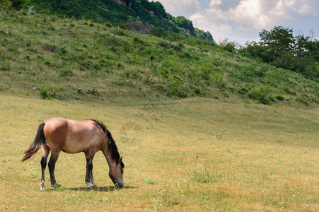 景观蓝色的红马在草地上放牧红马在草地上放牧可爱的图片